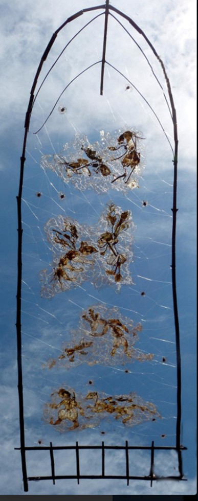 wild cucumber framed in black